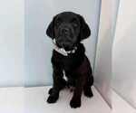 Puppy Mushu Aussiedoodle-Labradoodle Mix