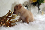 Small Photo #6 Chihuahua Puppy For Sale in HOUSTON, TX, USA