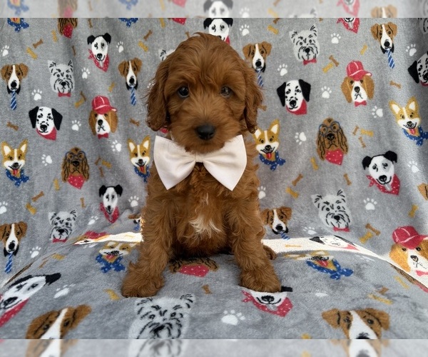 Medium Photo #4 Cavapoo (Miniature) Puppy For Sale in LAKELAND, FL, USA