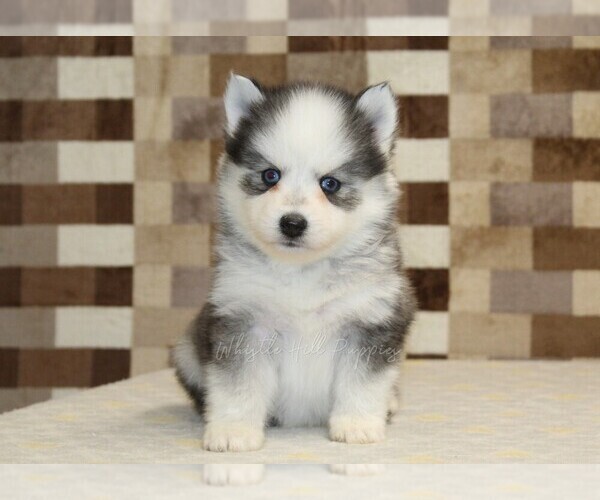 Medium Photo #3 Pomsky Puppy For Sale in DENVER, PA, USA
