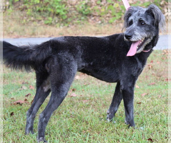Medium Photo #2 Bearded Collie-Unknown Mix Puppy For Sale in Prattville, AL, USA