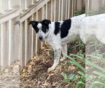 Small #2 Border Collie Mix