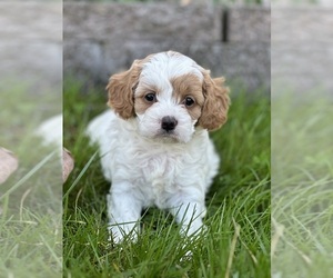 Cavapoo Puppy for Sale in GREENVILLE, Missouri USA