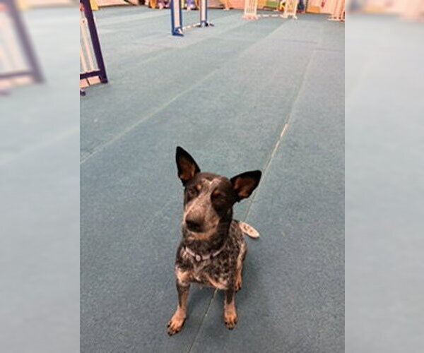 Medium Photo #4 Mutt Puppy For Sale in Garden City, NY, USA