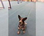 Small #3 Mutt
