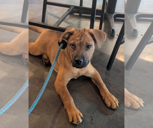 Medium Photo #3 Mutt Puppy For Sale in Holly Springs, NC, USA