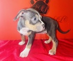 Small #1 American Bully