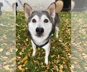 Shiba Inu Dogs for adoption in Davis, CA, USA