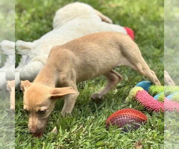 Medium Photo #3 Mutt Puppy For Sale in Yardley, PA, USA