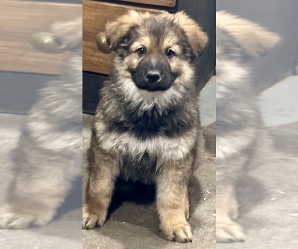 Medium Photo #3 German Shepherd Dog Puppy For Sale in BRIGHTON, CO, USA