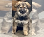 Small #2 German Shepherd Dog