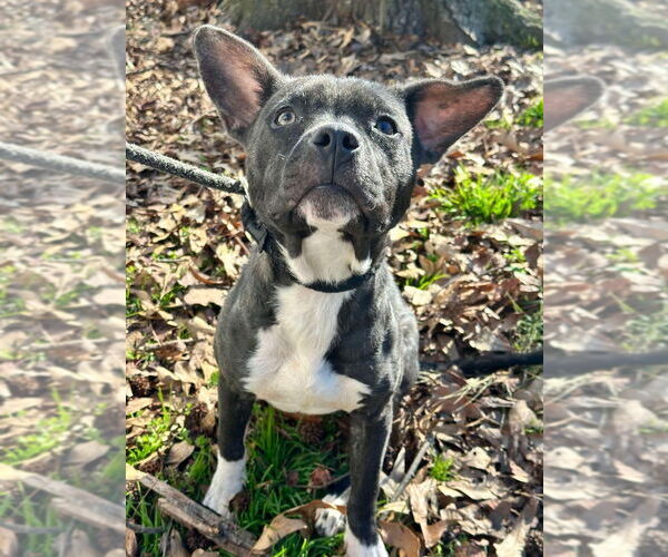 Medium Photo #3 Mutt Puppy For Sale in New York, NY, USA