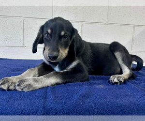 Collie-Labrador Retriever Mix Dogs for adoption in Princeton, MN, USA