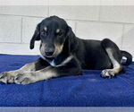 Small Collie-Labrador Retriever Mix