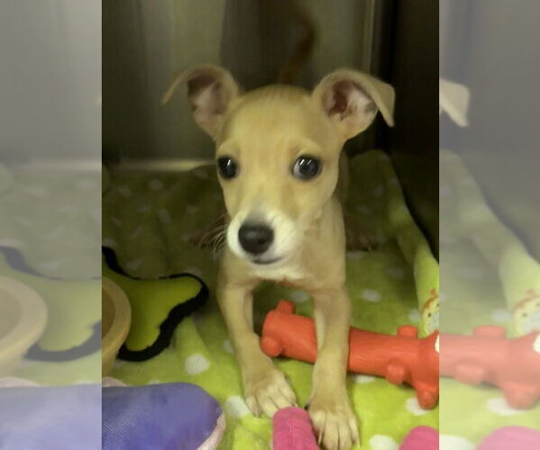 Medium Photo #1 Chihuahua Puppy For Sale in Osgood, IN, USA