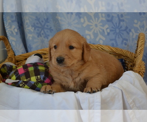 Medium Golden Retriever