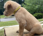 Small Photo #3 Labradoodle Puppy For Sale in CHELSEA, AL, USA