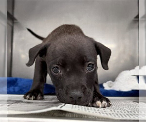 Medium Photo #1 Mutt Puppy For Sale in San Bernardino, CA, USA