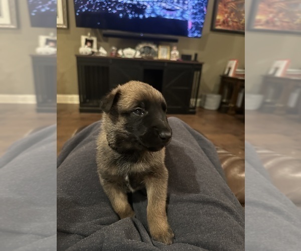 Medium Photo #1 Belgian Malinois Puppy For Sale in ATHENS, AL, USA