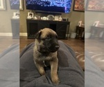 Small Belgian Malinois