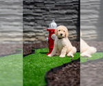 Puppy Purple Collar Goldendoodle