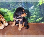 Small Photo #13 Golden Mountain Dog Puppy For Sale in BLACK FOREST, CO, USA