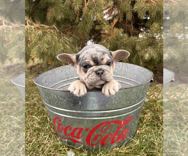 Medium Photo #5 French Bulldog Puppy For Sale in MIDDLEBURY, IN, USA