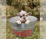 Small #4 French Bulldog