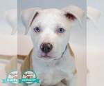 Small Bulldog Mix