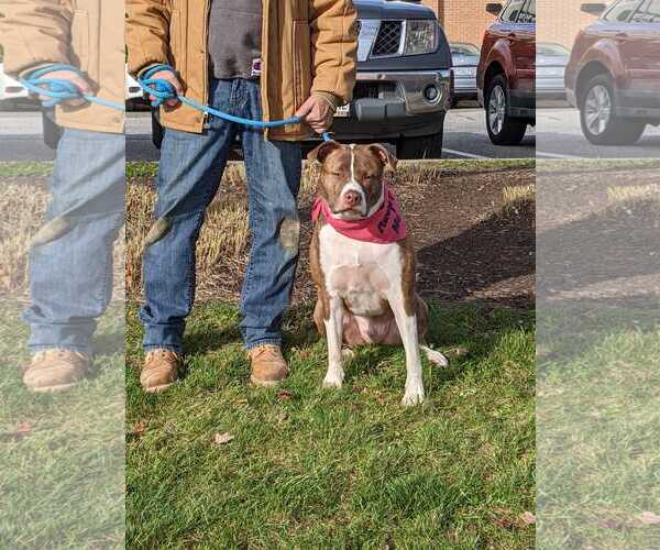 Medium Photo #29 Mutt Puppy For Sale in Woodbury, NY, USA