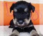 Small Photo #3 Schnauzer (Miniature) Puppy For Sale in MILLERSBG, PA, USA