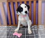 Small #1 Colonial Cocker Spaniel Mix