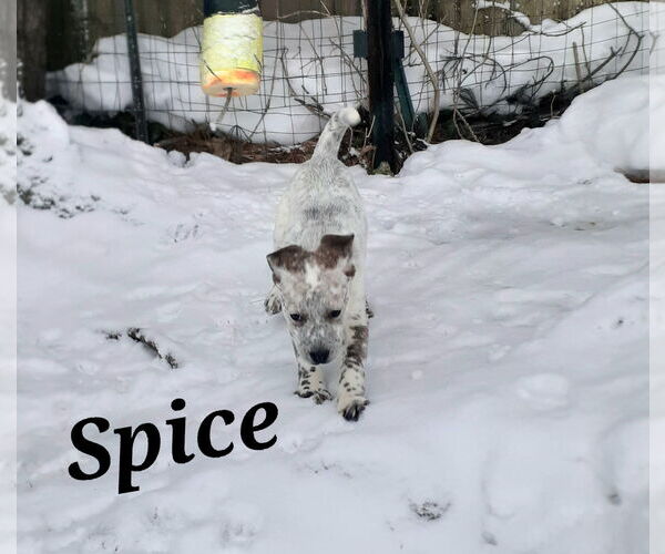 Medium Photo #5 Mutt Puppy For Sale in Garden City, NY, USA