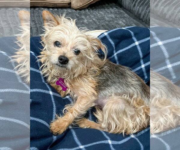 Medium Photo #6 Mutt Puppy For Sale in Corona, CA, USA