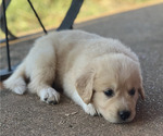 Small Photo #5 Golden Pyrenees Puppy For Sale in KILLEEN, TX, USA
