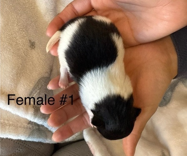 Medium Photo #9 Pomeranian Puppy For Sale in SAN JOSE, CA, USA