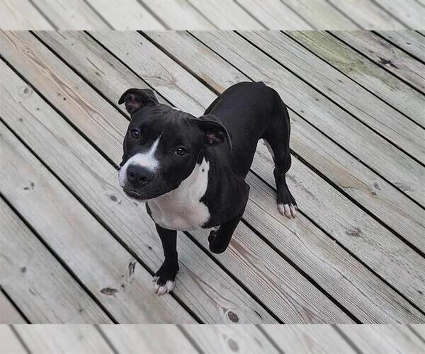 Medium Photo #9 American Pit Bull Terrier Puppy For Sale in Murfreesboro, NC, USA