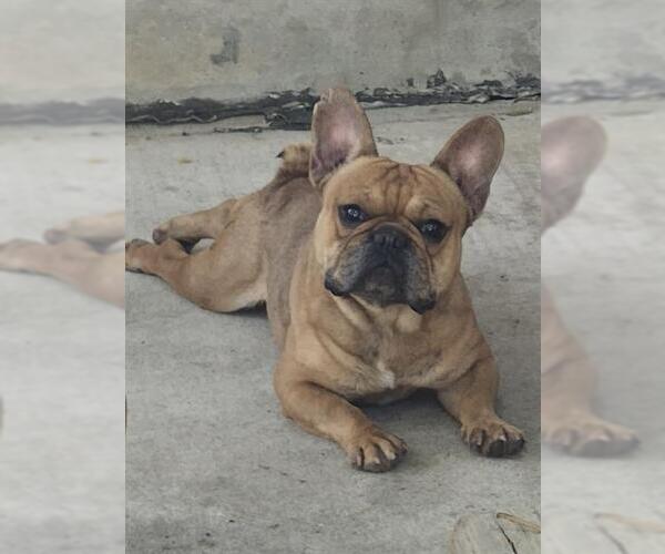 Medium Photo #1 French Bulldog-Unknown Mix Puppy For Sale in San Antonio, TX, USA
