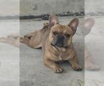 Small French Bulldog Mix