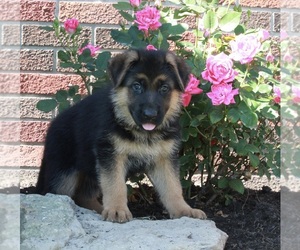 German Shepherd Dog Puppy for sale in FREDERICKSBURG, OH, USA