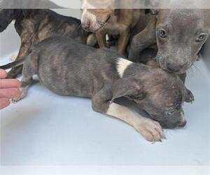 American Pit Bull Terrier-Unknown Mix Dogs for adoption in Houston, TX, USA