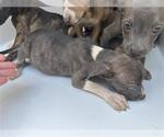 Small American Pit Bull Terrier Mix
