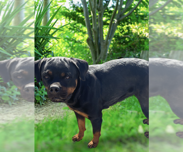 Medium Photo #2 Rottweiler Puppy For Sale in Gilbert, AZ, USA