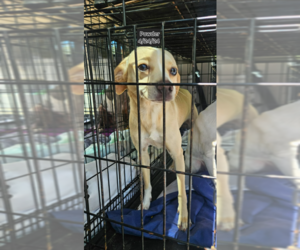 Chihuahua-Unknown Mix Dogs for adoption in Cranston, RI, USA