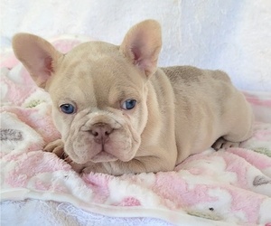 French Bulldog Puppy for sale in LAS VEGAS, NV, USA