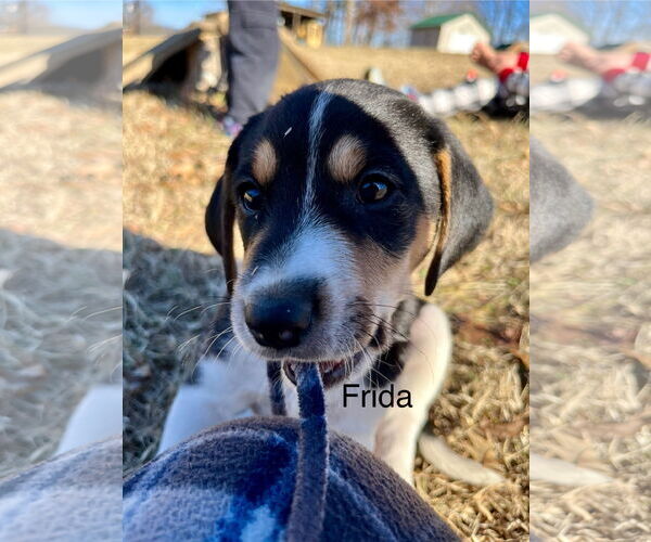 Medium Photo #13 Treeing Walker Coonhound-Unknown Mix Puppy For Sale in Holly Springs, NC, USA