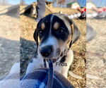 Small #12 Treeing Walker Coonhound Mix