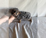 Small #6 Poodle (Miniature)
