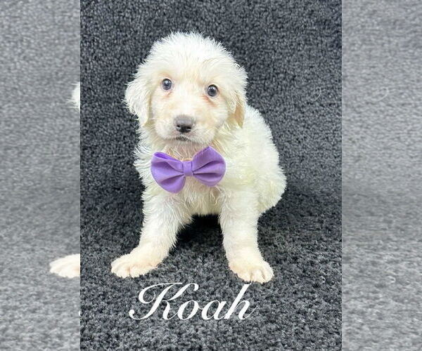 Medium Photo #2 Great Pyrenees-Unknown Mix Puppy For Sale in Grafton, WI, USA