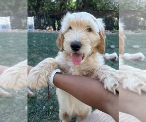Goldendoodle Puppy for sale in ADELAIDE, CA, USA